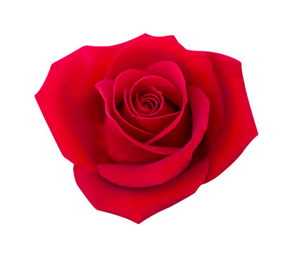 Red rose isolated on white background, clipping path and - soft focus