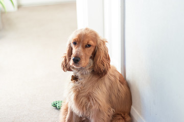 Beautiful Cute Golden Brown Cocker Spaniel Dog Puppy 