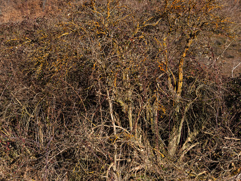 Dry vegetation in autumnal sunlight