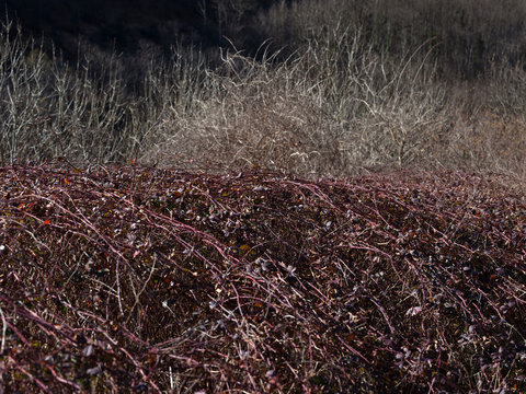 Dry branches of bush in sunlight