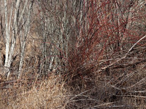 Dry vegetation in autumnal sunlight