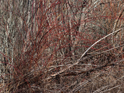 Dry vegetation in autumnal sunlight