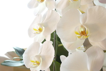 日本の美しい白い胡蝶蘭（こちょうらん）の花 © sotopiko