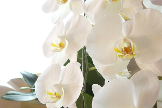 Fototapeta 日本の美しい白い胡蝶蘭（こちょうらん）の花