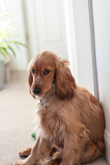 Beautiful Cute Golden Brown Cocker Spaniel Dog Puppy 