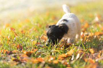 Jack Russell Terrier Puppy 13 weeks young. Small dog is following a track in autumn