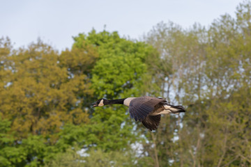 Canada goose in flight