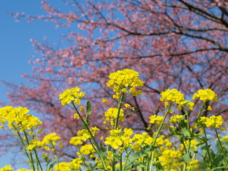 Fototapeta premium 函南桜と共に咲く菜の花