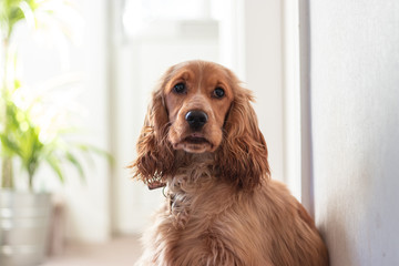 Beautiful Cute Golden Brown Cocker Spaniel Dog Puppy 