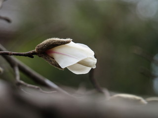 咲き始めた白木蓮