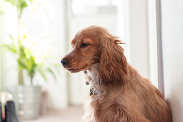 Beautiful Cute Golden Brown Cocker Spaniel Dog Puppy 