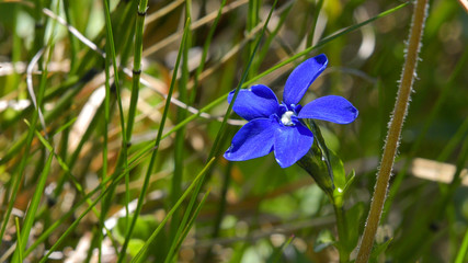 Gentiana verna, fiore di montagna, spuntato nel prato in alta quota in luglio