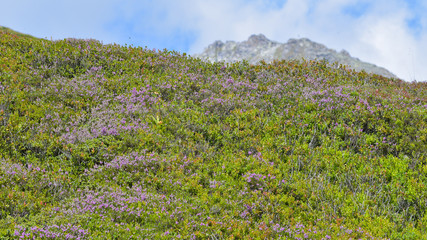 Fiori viola che spuntano in alta montagna durante l'estate
