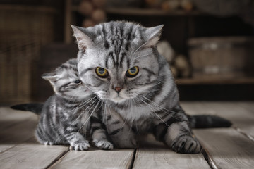 Caring, protecting adult cats of a little kitten