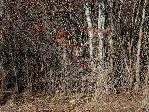 Dry vegetation in autumnal sunlight