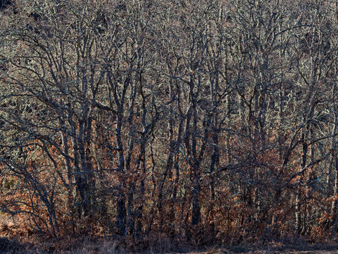 Dry vegetation in autumnal sunlight