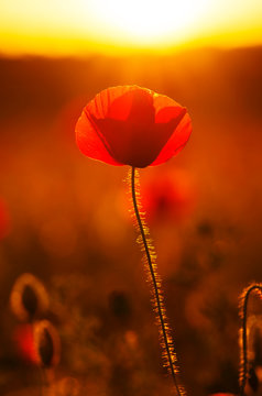 poppy