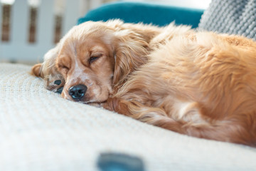 Beautiful Cute Golden Brown Cocker Spaniel Dog Puppy 