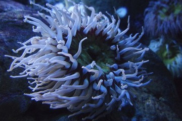 Naklejka na ściany i meble coral reef with colorful big soft corals