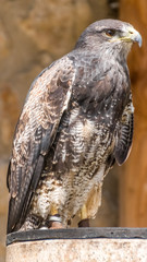 Smartphone HD wallpaper of bird of prey portrait