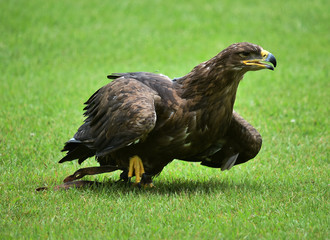 aguila real