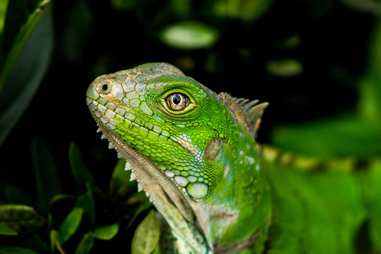 Iguana