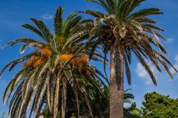 Tops of palm trees with fruits against a blue sky