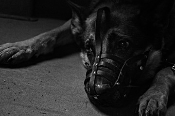B&W BW Black and White Alone Isolated Sad Dog with Muzzle in Dog Shelter Miserable