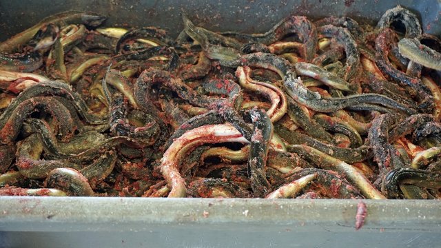 fresh fosh from a local fishmarket in aveiro
