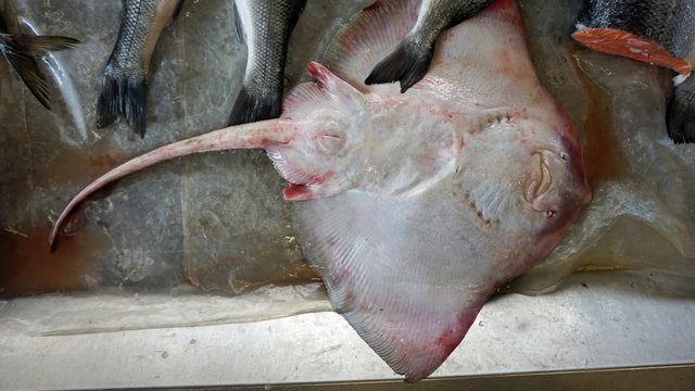 fresh fosh from a local fishmarket in aveiro