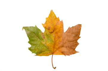 Autumn leaf on white