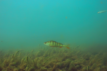 Obraz premium ecosystem underwater pond / landscape underwater photo diving in fresh water, green world algae and fish in river depth