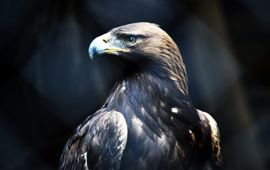 aguila real
