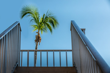 Palm tree and stairs
