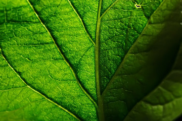 spring greens background, abstract blurred nature beautiful pictures, green shoots