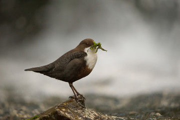 White-throated dipper