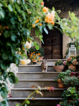 Cat Coming Down Stairs In Garden