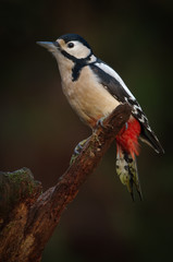 Great Spotted Woodpecker
