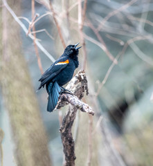 red-winged blackbird ,Agelaius phoeniceus ,