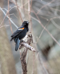 red-winged blackbird ,Agelaius phoeniceus ,