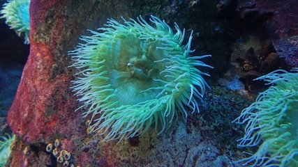 Naklejka na ściany i meble colorful big soft corals in a coral reef