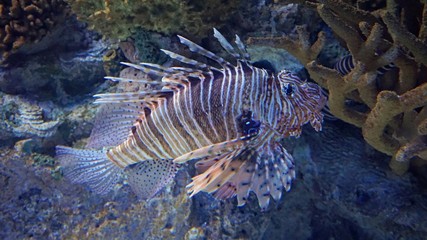 colorful underwater world with big fire fish