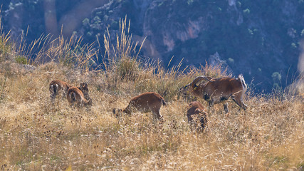 Photograph of a herd of mountain goats in the mountains of Cumbres Verdes, Sierra Nevada, Granada.