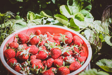 fresh strawberries in the garden