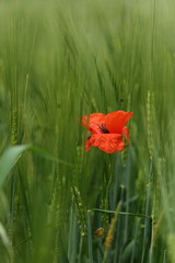 Obraz premium poppy_2