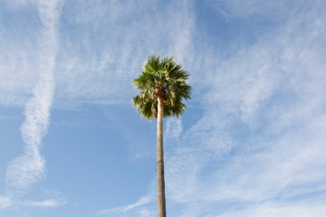 Top of a palm tree in front of a summery blue sky with small clouds