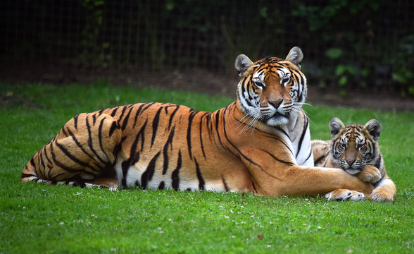 tiger of bengala