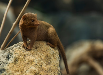 Meerkat close up view