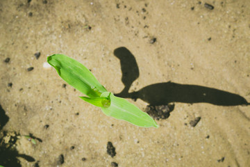 corn in the field