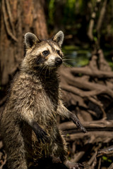 Obraz premium Racoon in the swamps near New Orleans, Louisiana
